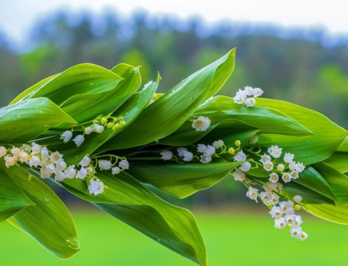 Newsletter – May, 2025